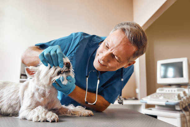Best 24-Hour Emergency Dental Care in Madison Center, CT